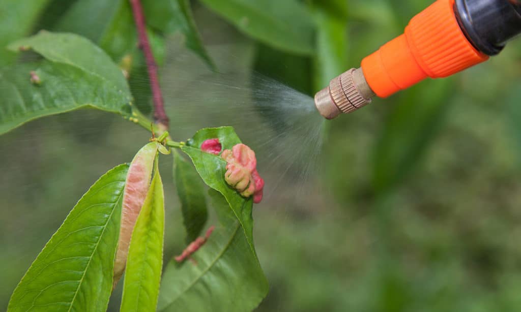 Tree Disease Burleson Header