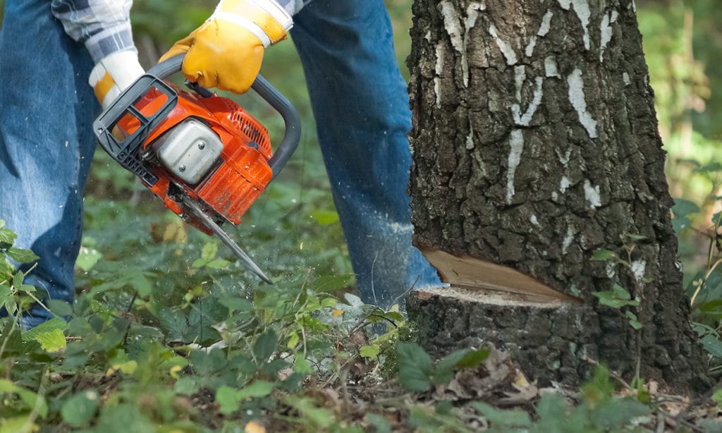 Tree Removal Burleson Header