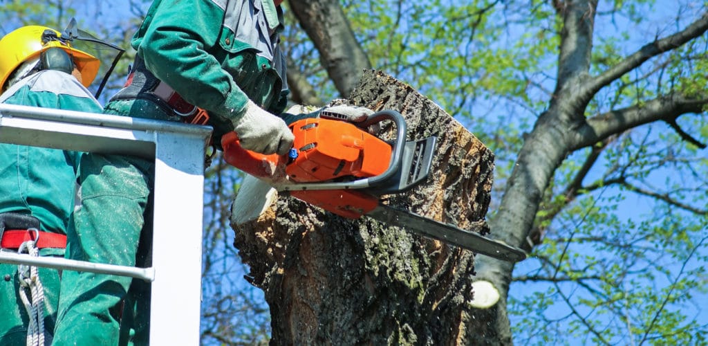 Tree Trimming