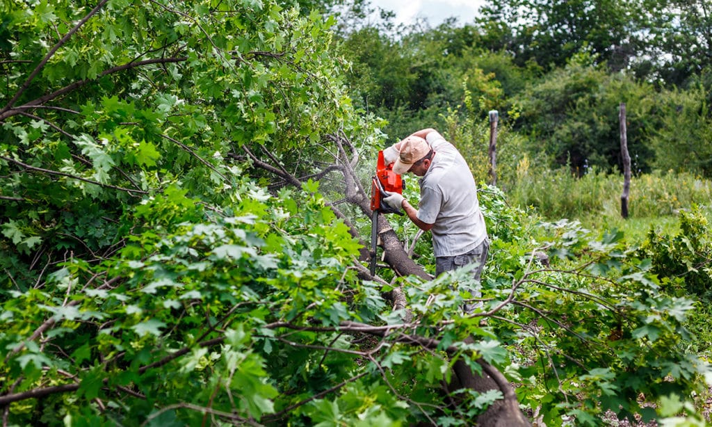 Tree Trimming in Burleson, TX