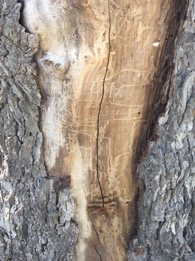 insects on sick tree