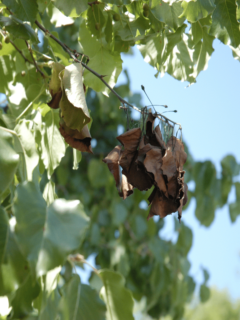 fire blight condition on bradford pear