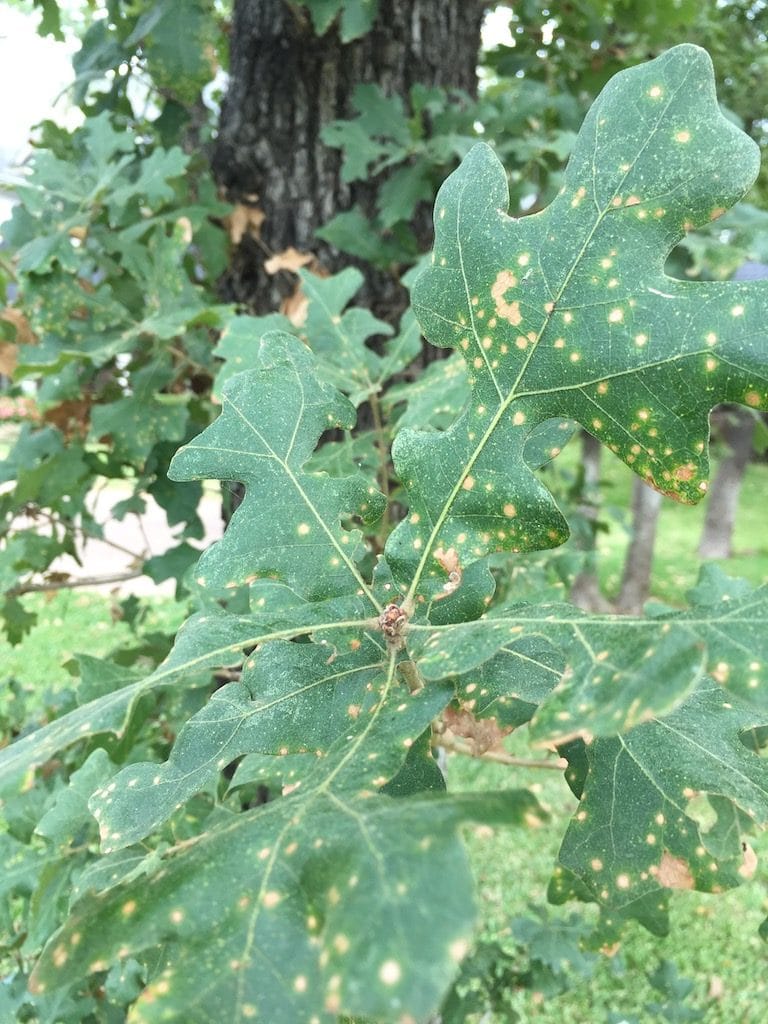 sick tree oak decline