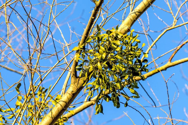 Tree Mistletoe Removal In Fort Worth, TX Tree Service Burleson