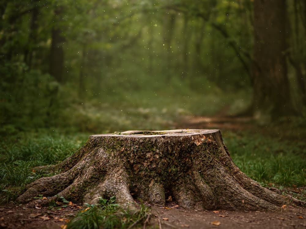 Tree Stump